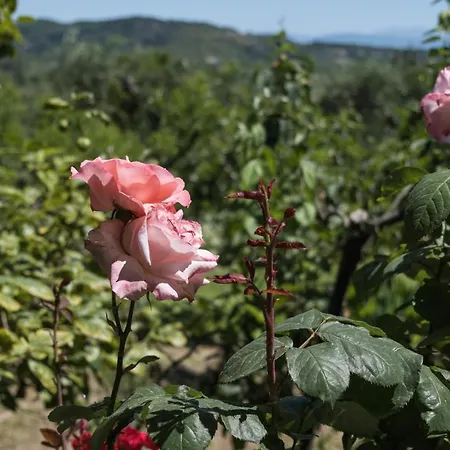 Vakantiehuis Riza Stone Cottage, Romantic House, Pet Friendly Vátos