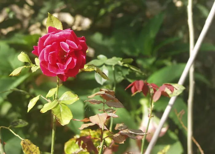 度假居 Riza Stone Cottage, Romantic House, Pet Friendly Vátos