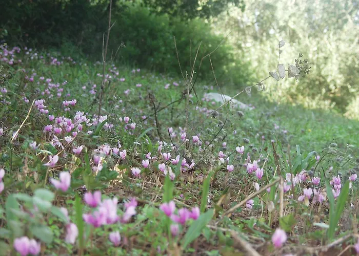 Riza Stone Cottage, Romantic House, Pet Friendly * Vátos