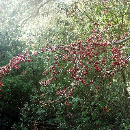 Riza Stone Cottage, Romantic House, Pet Friendly Vátos