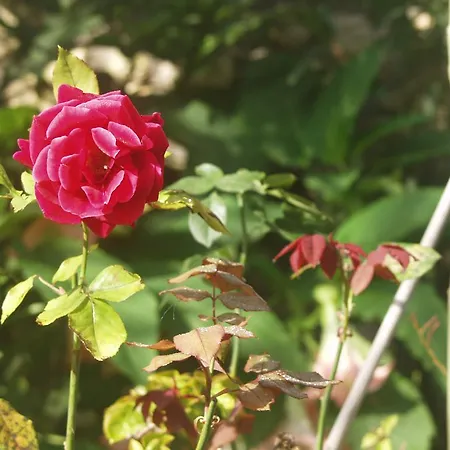 Casa vacanze Riza Stone Cottage, Romantic House, Pet Friendly Vátos