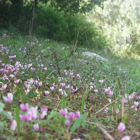 Riza Stone Cottage, Romantic House, Pet Friendly * Vátos