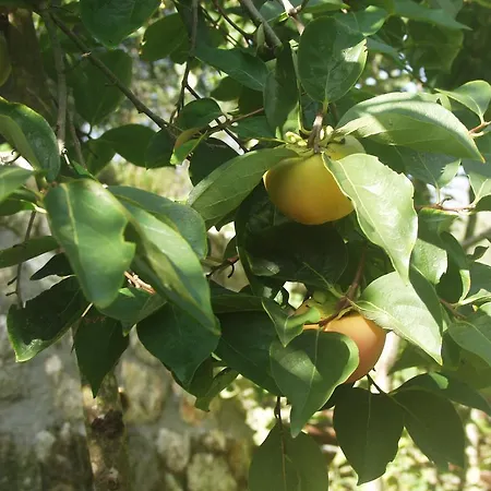 Riza Stone Cottage, Romantic House, Pet Friendly Casa vacanze Vátos