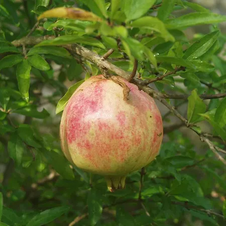 Riza Stone Cottage, Romantic House, Pet Friendly Casa vacanze